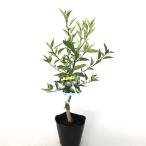 sdachi высота дерева 0.5m передний и задний (до и после) 15cm pot ( одиночный товар )( бесплатная доставка ) рассада растение саженец фруктовое дерево рассада . дерево ..