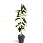  orange kre mainte .n высота дерева 0.5m передний и задний (до и после) 15cm pot ( одиночный товар ) легкий . веранда тоже растение саженец двор фруктовое дерево рассада . дерево ..