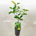 hebe.(he Beth ) высота дерева 0.5m передний и задний (до и после) 15cm pot ( одиночный товар )( бесплатная доставка ) легкий . веранда тоже растение саженец фруктовое дерево рассада . дерево ..