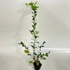  голубика Home bell высота дерева 0.5 передний и задний (до и после) 10.5cm pot ( одиночный товар ) рассада растение саженец фруктовое дерево рассада . дерево 