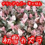 ハツユキカズラ/9.0cmポット苗...