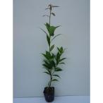  круглый дуб высота дерева 0.5m передний и задний (до и после) 10.5cm pot ( одиночный товар ) рассада растение саженец 