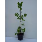 uba mega si высота дерева 0.3m передний и задний (до и после) 10.5cm pot ( одиночный товар ) рассада растение саженец двор 