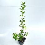  серебристый ba кальмар высота дерева 0.3m передний и задний (до и после) 9.0cm pot ( одиночный товар ) рассада растение саженец двор 