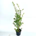  серебристый ba кальмар высота дерева 0.6m передний и задний (до и после) 15cm pot ( одиночный товар ) рассада растение саженец двор 