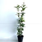  османтус высота дерева 0.6m передний и задний (до и после) 15cm pot ( одиночный товар ) рассада растение саженец 