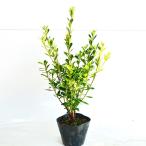 krume азалия ( красный ) высота дерева 0.3m передний и задний (до и после) 15cm pot ( одиночный товар ) рассада растение саженец двор 