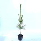  черный matsu высота дерева 0.5m передний и задний (до и после) 10.5cm pot ( одиночный товар ) рассада растение саженец 