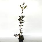 sa The nka высота дерева 1.0m передний и задний (до и после) 15cm pot ( одиночный товар ) рассада растение саженец двор 