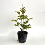  type The ki wooden высота дерева 0.6m передний и задний (до и после) 15cm pot ( одиночный товар )............ рассада растение саженец 