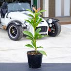 si Kimi высота дерева 0.3m передний и задний (до и после) 10.5cm pot ( одиночный товар )si Kimi. рассада растение саженец 