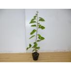 ジューンベリー 樹高0.3m前後 10.5cmポット （ 単 品 ）  苗 植木 苗木 庭