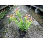 seiyouiwa наан тонн akisila белка высота дерева 0.2m передний и задний (до и после) 10.5cm pot ( одиночный товар ) рассада растение саженец 