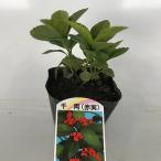 センリョウ 樹高0.2m前後 9.0cmポット （ 単 品 ）  苗 植木 苗木 苗