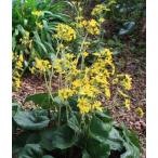  фарфугиум японский / 10.5cm pot ( одиночный товар ) рассада растение саженец почвопокровные растения 