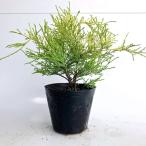 filifela ole a высота дерева 0.3m передний и задний (до и после) 15cm pot ( одиночный товар ) рассада растение саженец двор 