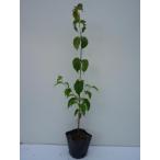 ヤマボウシ樹高0.5m前後10.5...