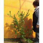 ブルーベリー オニール 樹高1.2m前後 根巻 （ 単 品 ）（送料無料）  苗 植木 苗木 庭 果樹苗 果樹 木