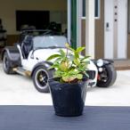 yabkouji/ 9.0cm pot ( одиночный товар ) рассада растение саженец почвопокровные растения 