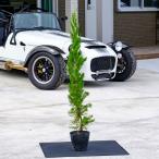  kai zu kai bki высота дерева 0.8m передний и задний (до и после) 15cm pot ( одиночный товар ) рассада растение саженец двор 