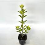 オウゴンマサキ 樹高0.3m前後 10.5〜12cmポット （ 単 品 ）  苗 植木 苗木