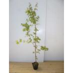 iro - momiji высота дерева 1.5m передний и задний (до и после) 18cm pot ( одиночный товар )( бесплатная доставка ) рассада растение саженец двор 