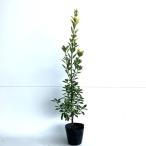 ougomasaki высота дерева 0.8m передний и задний (до и после) 15cm pot ( одиночный товар ) рассада растение саженец двор 