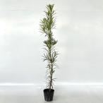  подокарп крупнолистный высота дерева 0.7m передний и задний (до и после) 15cm pot (15 шт. комплект )( бесплатная доставка ) рассада растение саженец двор 