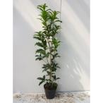 キンモクセイシキザキキンモクセイ樹...