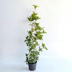  type The ki wooden высота дерева 0.8m передний и задний (до и после) 15cm pot (15 шт. комплект )( бесплатная доставка )............ рассада растение саженец двор 