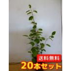 ジューンベリー樹高0.6m前後15...