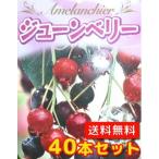 ジューンベリー樹高0.3m前後10...