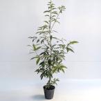  японский дуб сиракаши высота дерева 1.0m передний и задний (до и после) 15cm pot (15 шт. комплект )( бесплатная доставка ) рассада растение саженец двор 