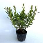  Satsuki азалия ( satsuki ) высота дерева 0.25m передний и задний (до и после) 10.5cm pot (50 шт. комплект )( бесплатная доставка ) рассада растение саженец 