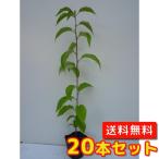 ヤマザクラ樹高0.3m前後10.5...