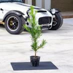 ラカンマキ 樹高1.0m前後 根巻 （10本セット）（送料無料）  苗 植木 苗木 苗