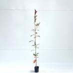 レッドロビン 樹高0.8m前後 10.5cmポット （10本セット）（送料無料）  苗 植木 苗木 庭