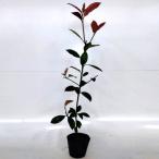  красный Robin высота дерева 0.8m передний и задний (до и после) 10.5cm pot (20 шт. комплект )( бесплатная доставка ) рассада растение саженец двор 