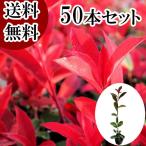 レッドロビン 樹高0.8m前後 10.5cmポット （50本セット）（送料無料）  苗 植木 苗木 庭