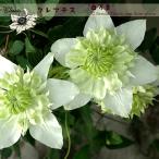 ショッピングクレマチス クレマチス苗 白万重 4.5号ポット フロリダ系 白 しろまんえ 及川フラグリーン