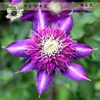 ショッピングクレマチス クレマチス苗 紫子丸 4.5号ポット フロリダ系 紫 ししまる 及川フラグリーン
