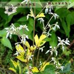 ショッピングクレマチス クレマチス苗 斑入り草ボタン 4.5号ポット ヘラクレイフォリア系 藤色 Variegata ヴァリエガータ 木立性 カラーリーフ 及川フラグリーン