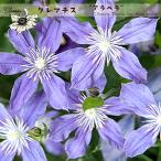 ショッピングクレマチス クレマチス苗 アラベラ 4.5号ポット インテグリフォリア系 青紫 Arabella 半つる性 初心者向き 及川フラグリーン
