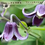 ショッピングクレマチス クレマチス苗 ファッシネーション PVP 4.5号ポット インテグリフォリア系 紫 Fascination ファッシネイション 半つる性 初心者向き 及川フラグリーン