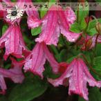 ショッピングクレマチス クレマチス苗 ヘザー・ハーシェル 4.5号ポット インテグリフォリア系 ピンク Heather Herschell 半つる性 初心者向き 及川フラグリーン