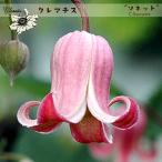 ショッピングクレマチス クレマチス苗 ソネット 4.5号ポット テキセンシス、ビオルナ系 ピンク Sonnette 遅咲き 及川フラグリーン