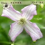 ショッピングクレマチス クレマチス苗 リトル・ネル 4.5号ポット ビチセラ系 白×薄紫 Little Nell 一重 初心者向き 及川フラグリーン