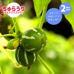 ちゅらうり ポット苗 3〜3.5号ポット 1鉢  単品  オキナワスズメウリ チュラウリ 緑のカーテン つる性植物