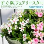 すぐ楽 フェアリースター　ニチニチソウ苗 3.5号ポット 全2種  1鉢 サントリーフラワーズ SUNTORY FLOWERS