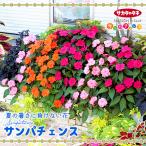 サンパチェンス 花苗 3.5号 ポット 1ポット 単品 全12色　サカタのタ…